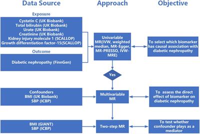 Mendelian randomization study supports the causal association between serum cystatin C and risk of diabetic nephropathy